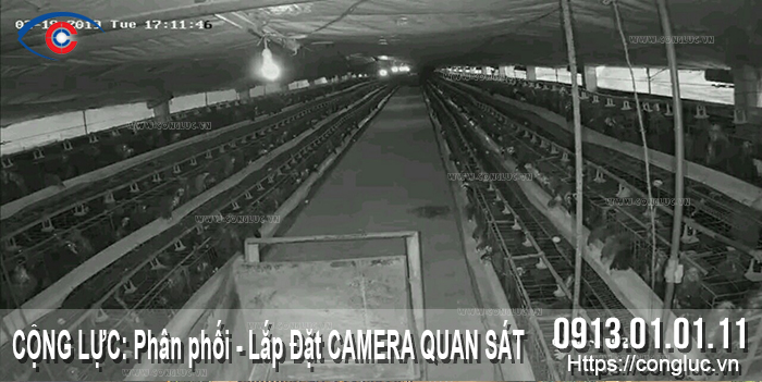lắp camera giám sát trang trại chăn nuôi gà cát bi hải phòng